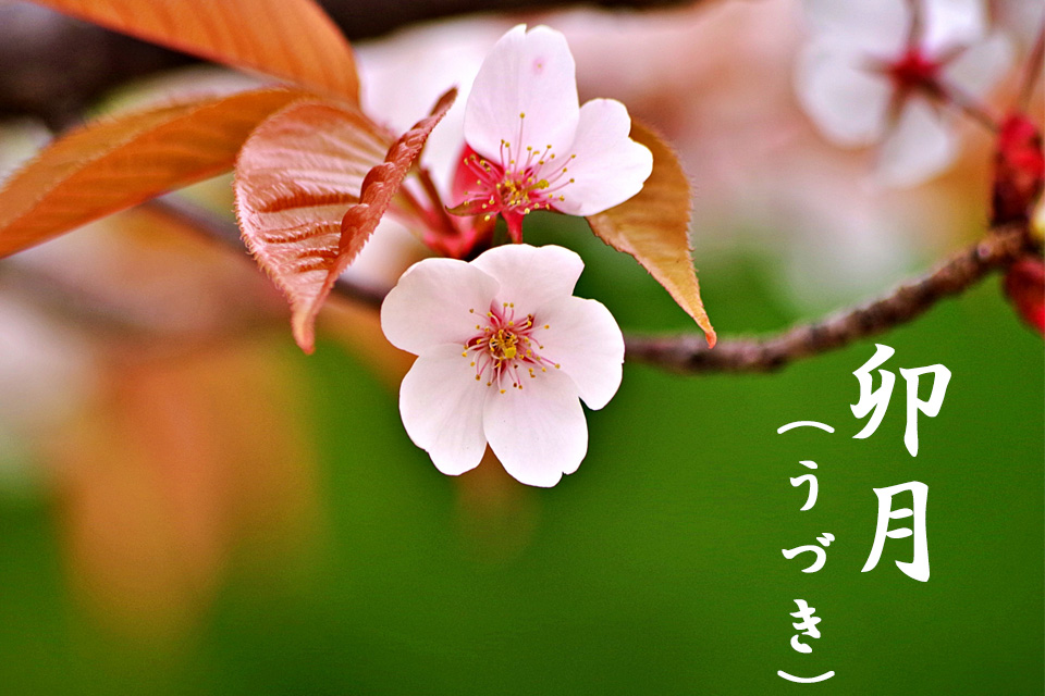 画像イメージ：今月のイメージ